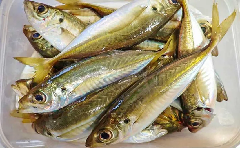 堤防アジング釣行でアジ40匹【三重・紀伊長島】ノベ竿アジングにもヒット