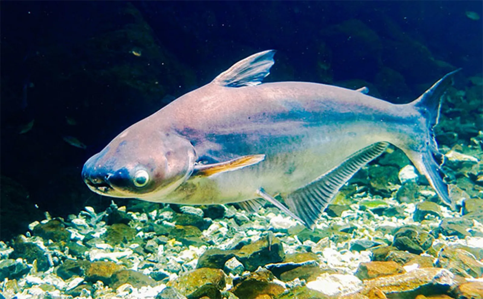 スーパーで見かける「パンガシウス」ってどんな魚？ 蒲焼きやフライに
