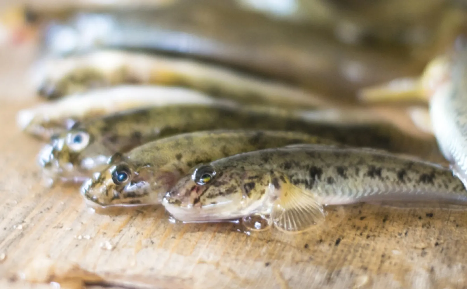 「鮎」はナマズで「鮪」はチョウザメ　日本と中国で意味が異なる魚へんが付く漢字