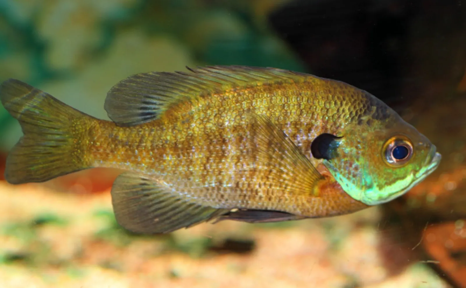 「鮎」はナマズで「鮪」はチョウザメ　日本と中国で意味が異なる魚へんが付く漢字