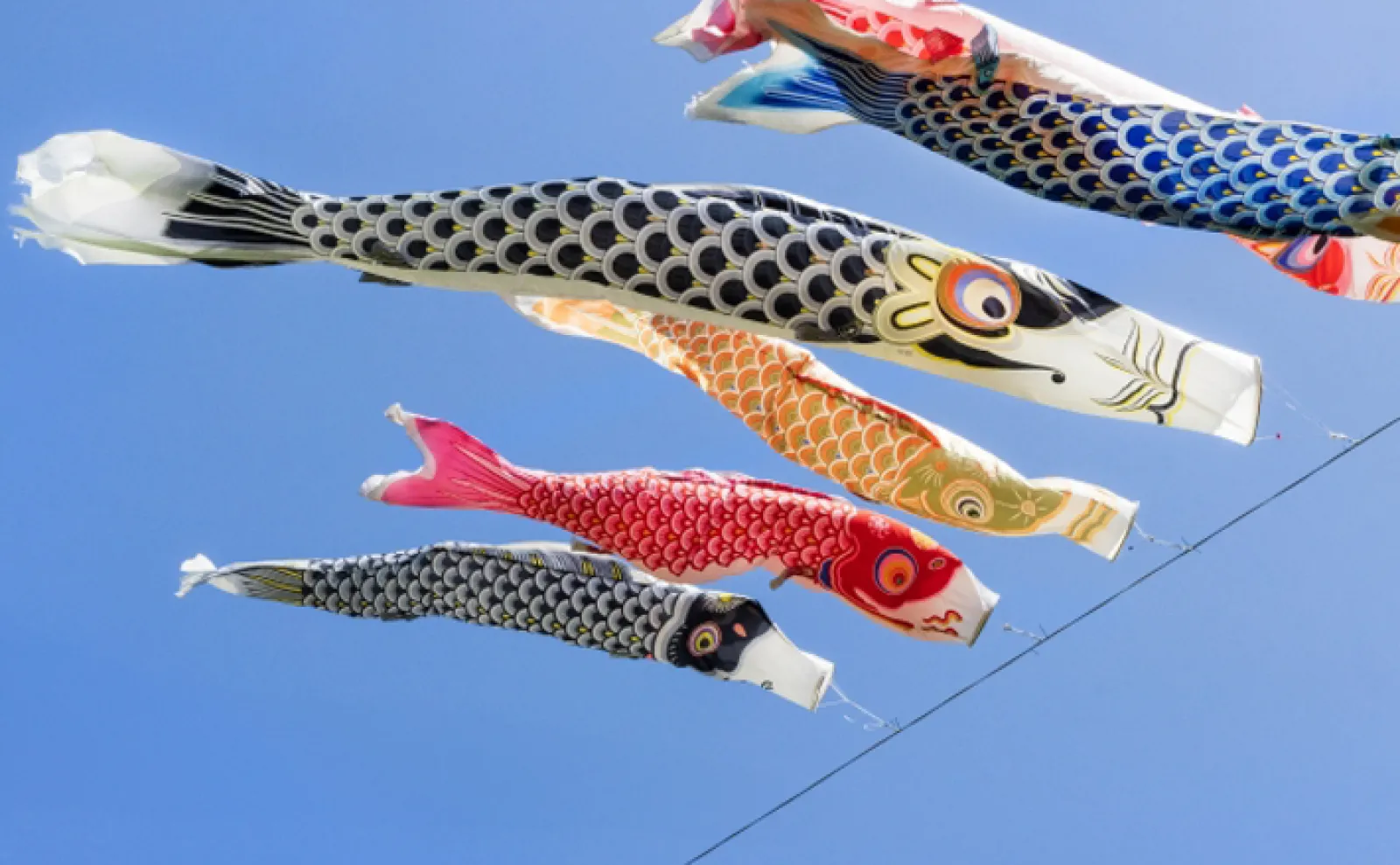 koi-1_l.jpg.webp
