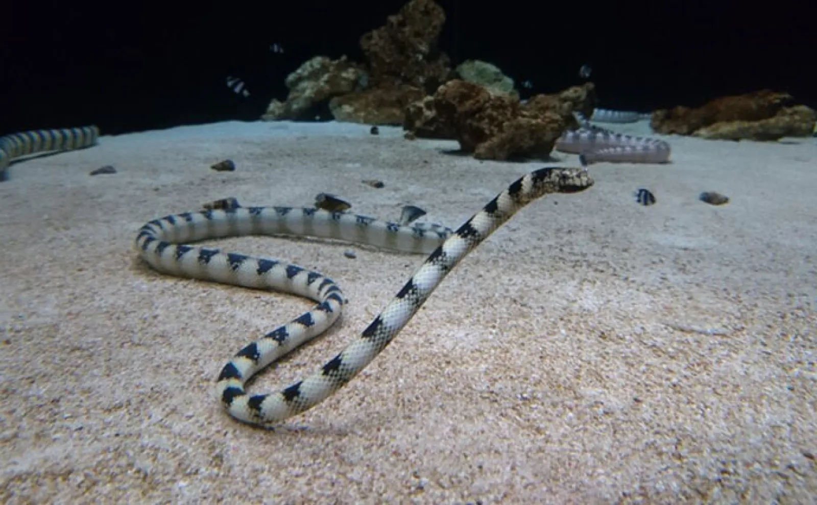 「ウミヘビ」は爬虫類にも魚類にも存在する　毒を持つのはどちら？