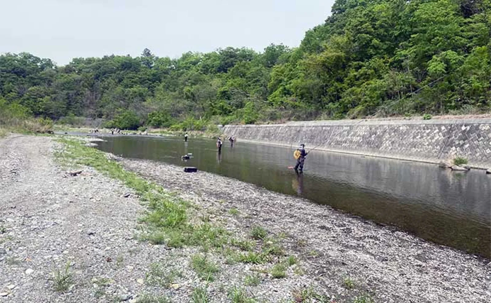 日本一早い解禁日の荒川アユ友釣りを調査【埼玉】 一人平均20尾前後の釣果