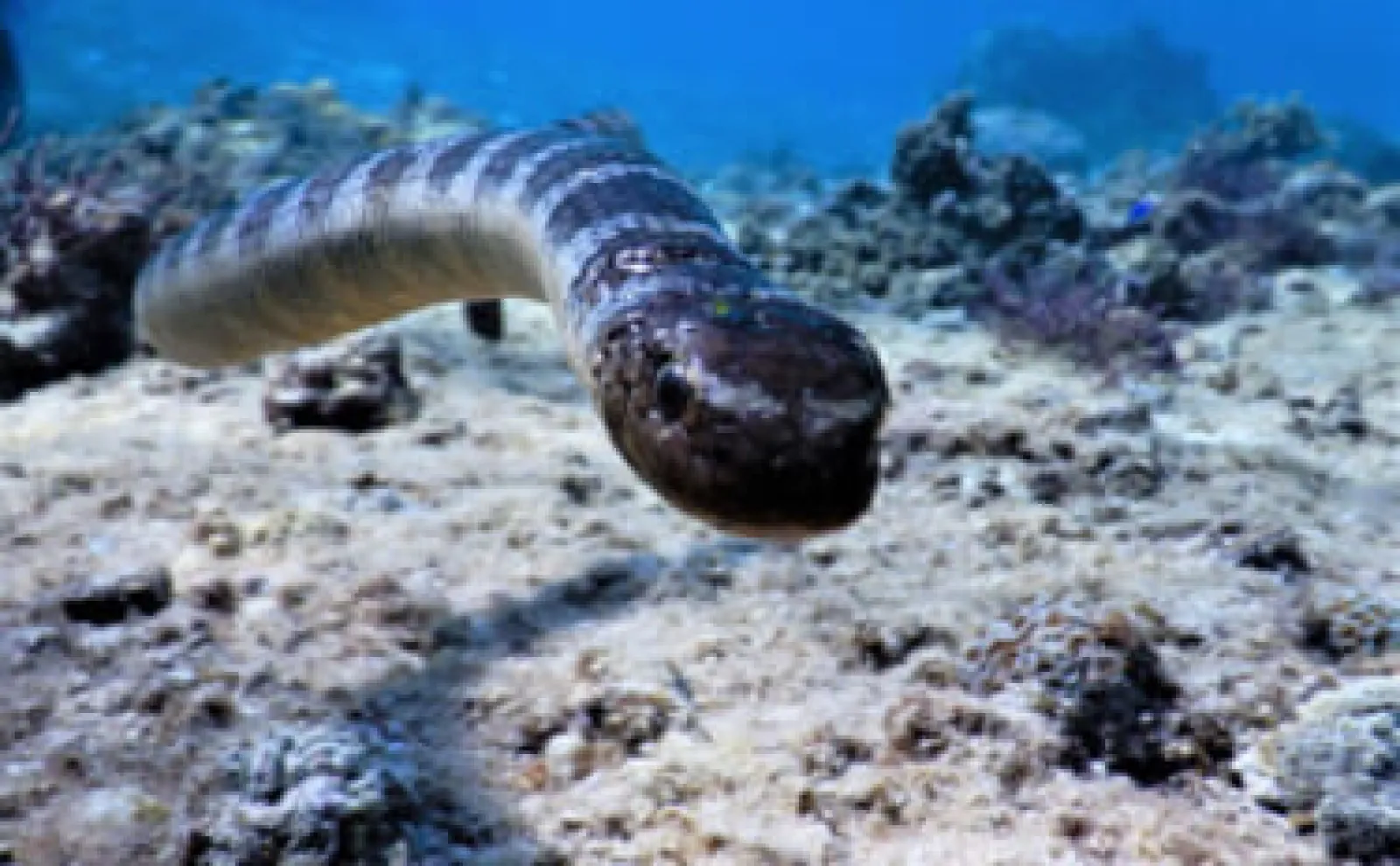 「ウミヘビ」は爬虫類にも魚類にも存在する 毒を持つのはどちら?