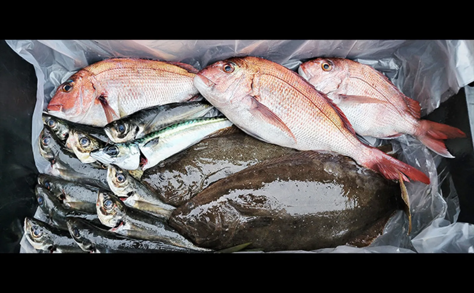 アジ泳がせ釣りで2kg級ヒラメ手中【新潟・直江津】仕掛けや活きエサの