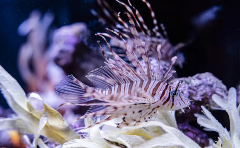 ど派手な毒魚「ミノカサゴ」は美味 水分を抜くのが美味しく食べる秘訣