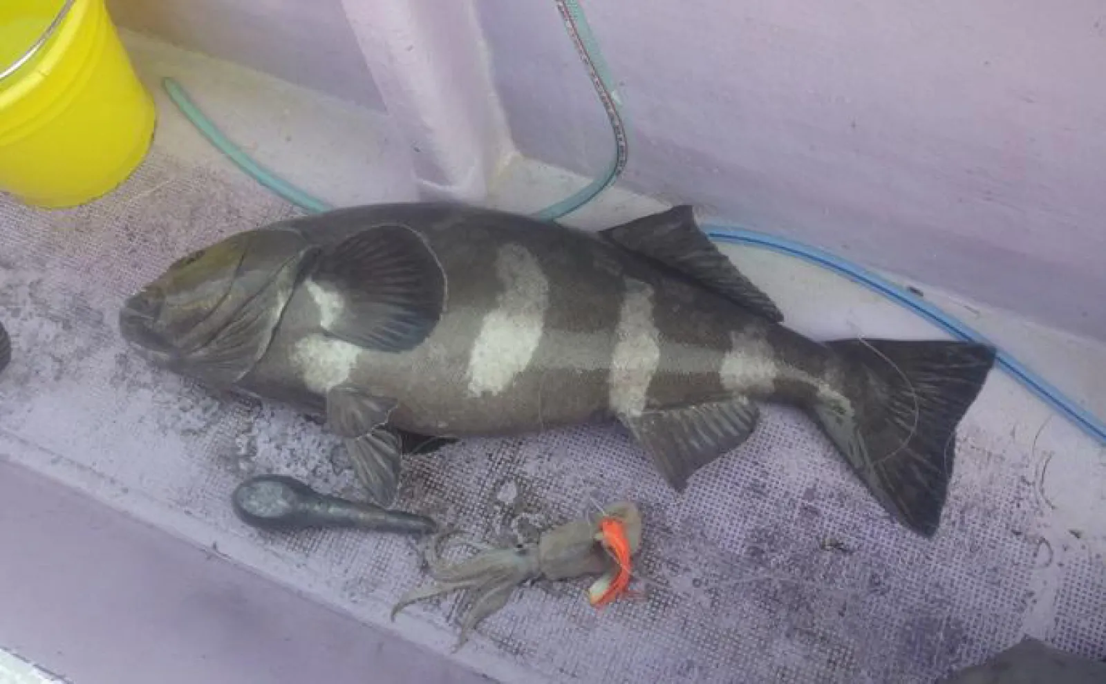 深海釣りで40kg頭にアブラボウズが連発【茨城・第十五隆栄丸】大型