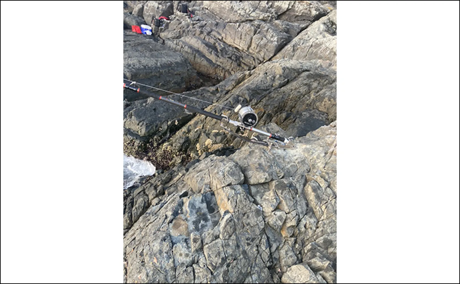 磯で15.8kgヒラマサ獲った！【山口・蓋井島】クエ釣りの想定外ゲストで