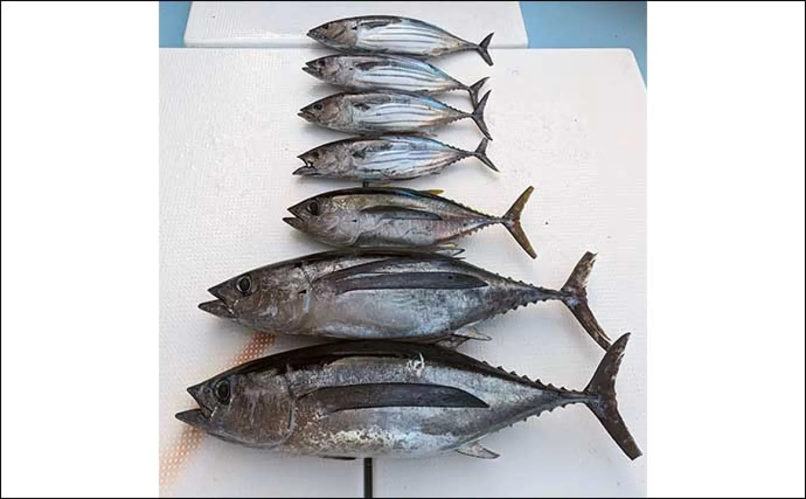 パヤオ（浮き漁礁）でのマグロジギングで船中メバチにビンナガ登場