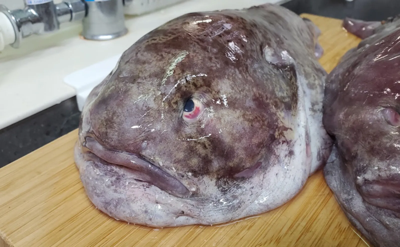 世界一ブサイクな魚に認定された『ニュウドウカジカ』 お味はコクが