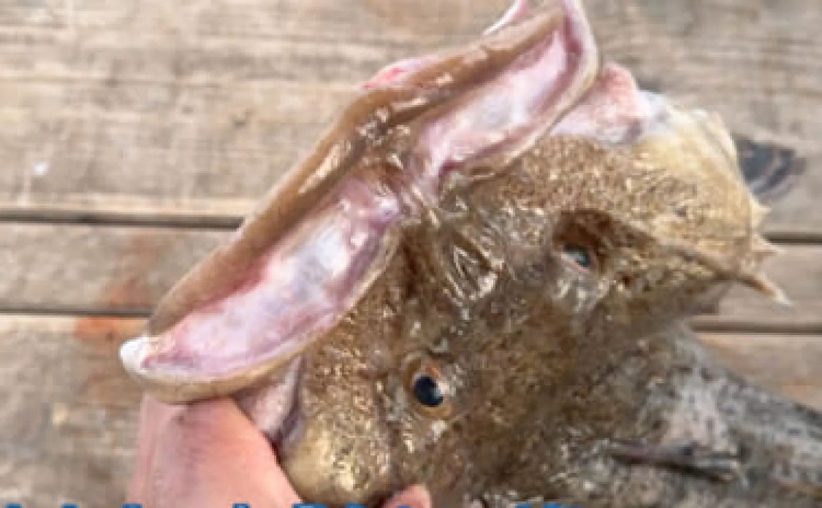 1kg5円の価値なし魚「シラミカジカ」食べてみた 美味だが寄生虫がネック?