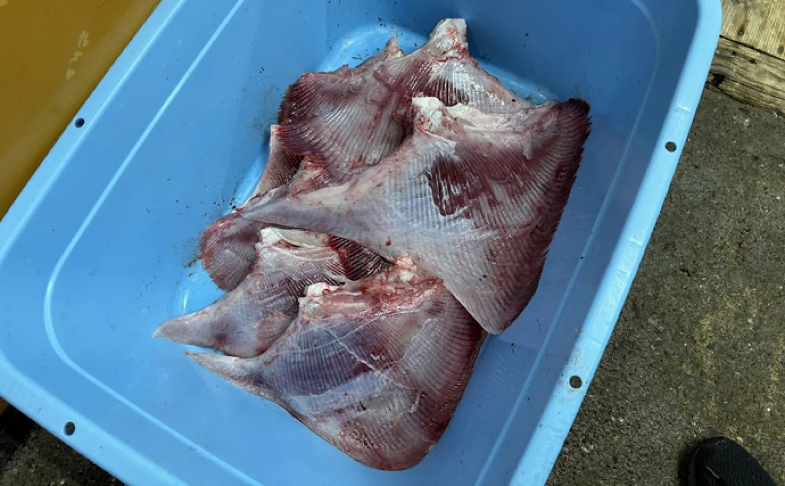 かすべ。 北日本で愛される「カスベ」はエイの一種 軟骨魚類でも臭み少なくクセ