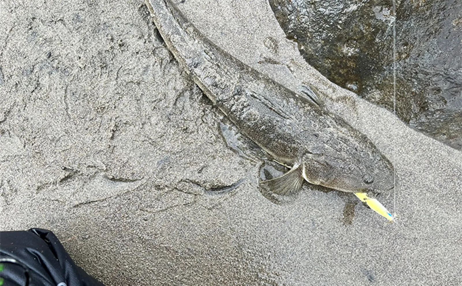 サーフでのルアー釣りで50cmマゴチをキャッチ【秋田】シンキング