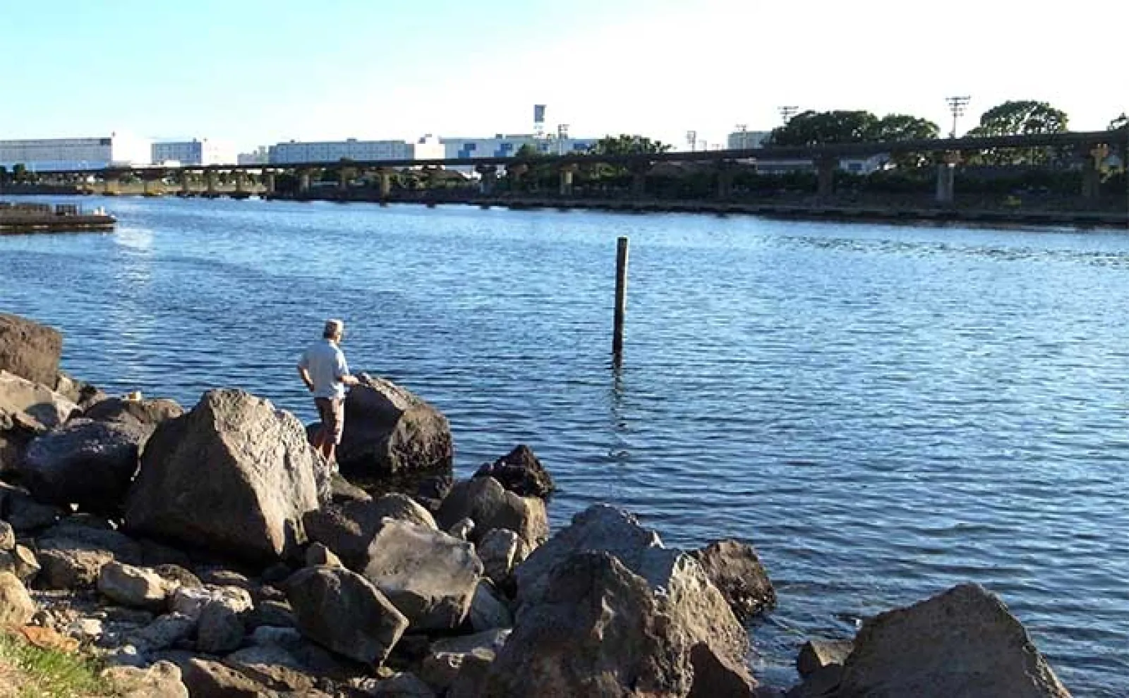 大井 ふ頭 中央 海浜 公園 し おじ 磯