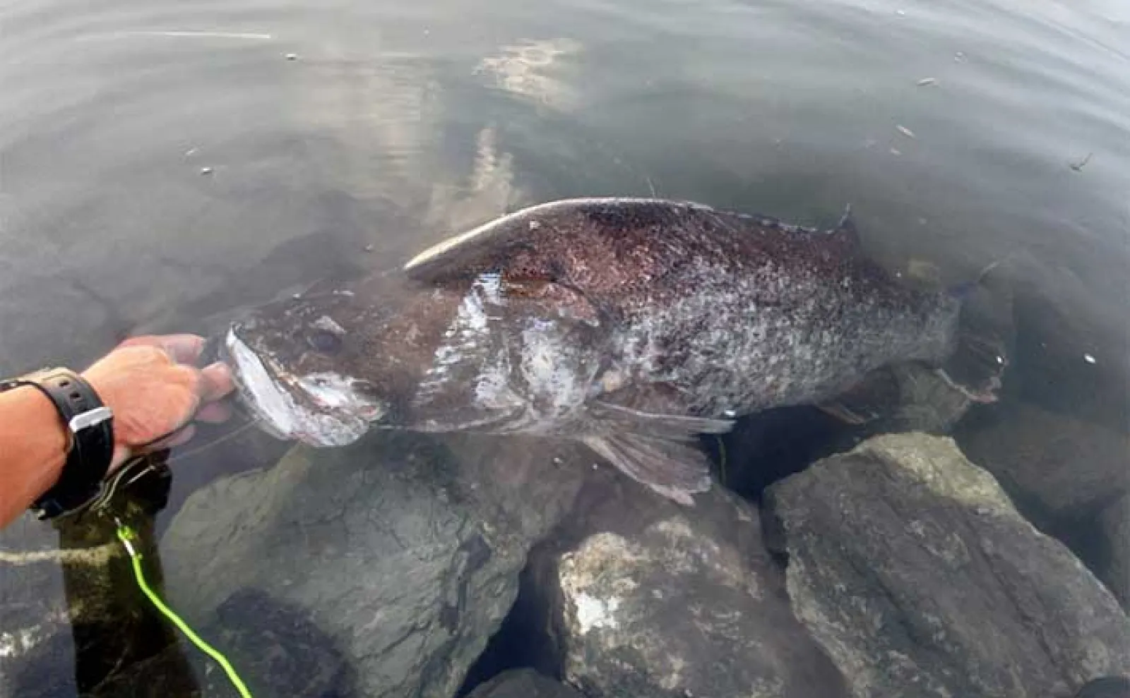日本三大怪魚『アカメ』を釣る【高知】まさかのラバージグでのヒットの