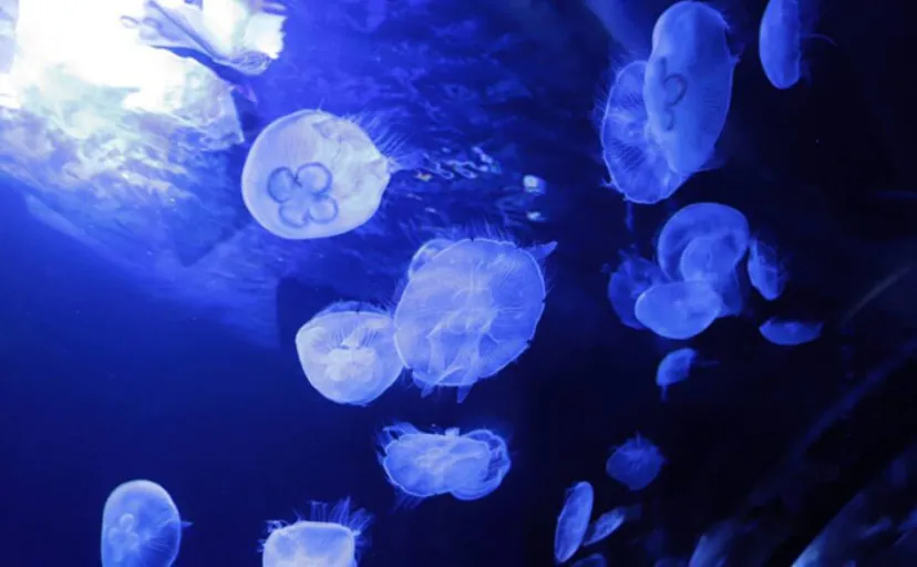 水族館飼育員がよく受ける質問3選 「この魚食べられる?」は不謹慎ではない