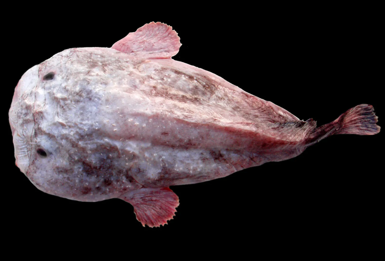 深海に潜む変顔のおっさん『ニュウドウカジカ』とは？ 「醜い生物保存