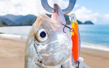 メッキ」釣りシーズンが開幕！仁科大浜海岸でのルアー釣行で20cm級頭に