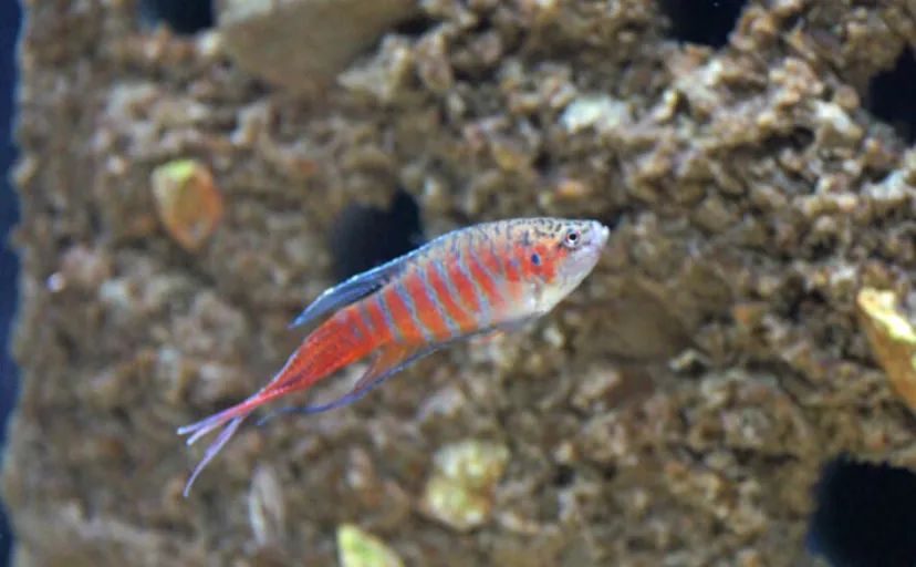 「外来種なのに日本の天然記念物に指定?」大陸原産の『チョウセンブナ』の不思議