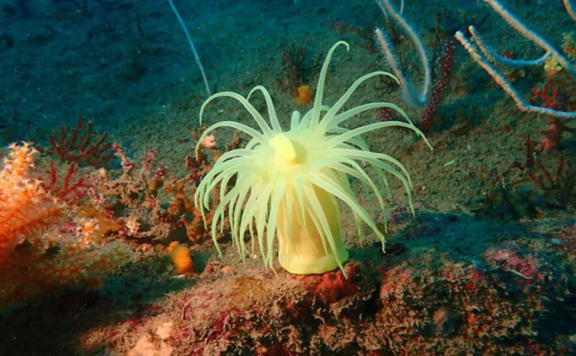 光るイソギンチャク『オオカワリギンチャク』 水族館の飼育担当者に生態を聞いてみた