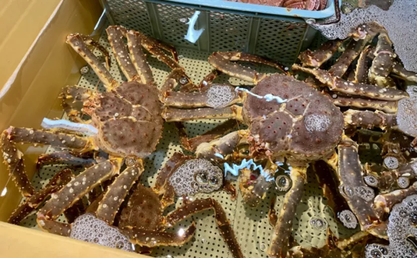 タラバガニの「ふんどし」は腹部の肉 カニよりヤドカリに近い存在だから食べられる?