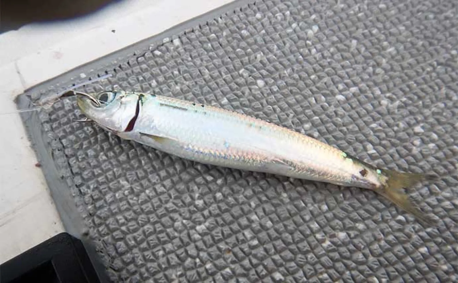 船から大型魚を狙う『落とし込み釣り』をまるごと解説【釣り方・時期・タックル】
