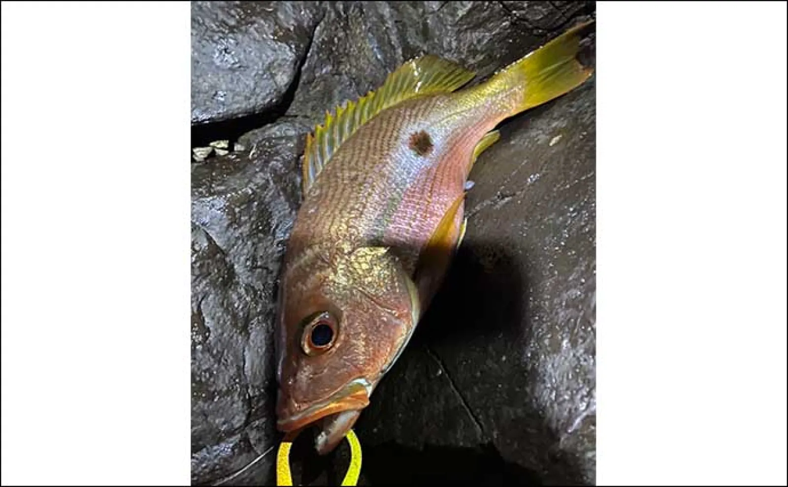 磯に通うこと足掛け2年！」初のアラ（クエ）をキャッチ【山口】48cm2kg