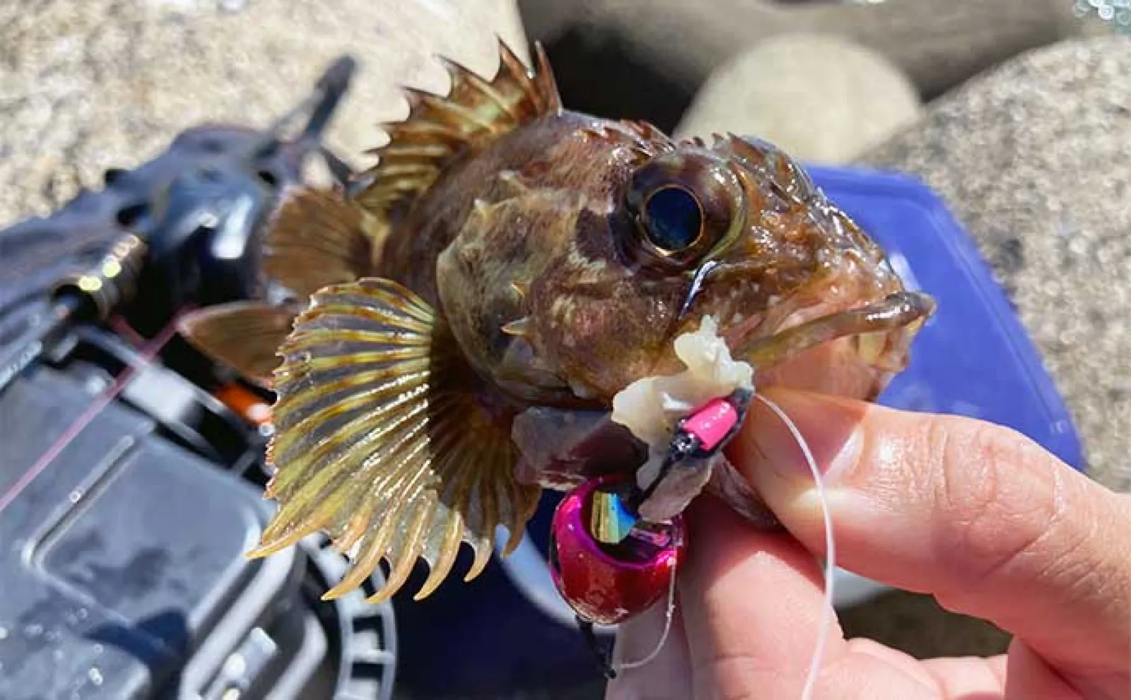 堤防穴釣りで20cm超えカサゴ16匹手中【三重・鈴鹿】サバの切り身エサに