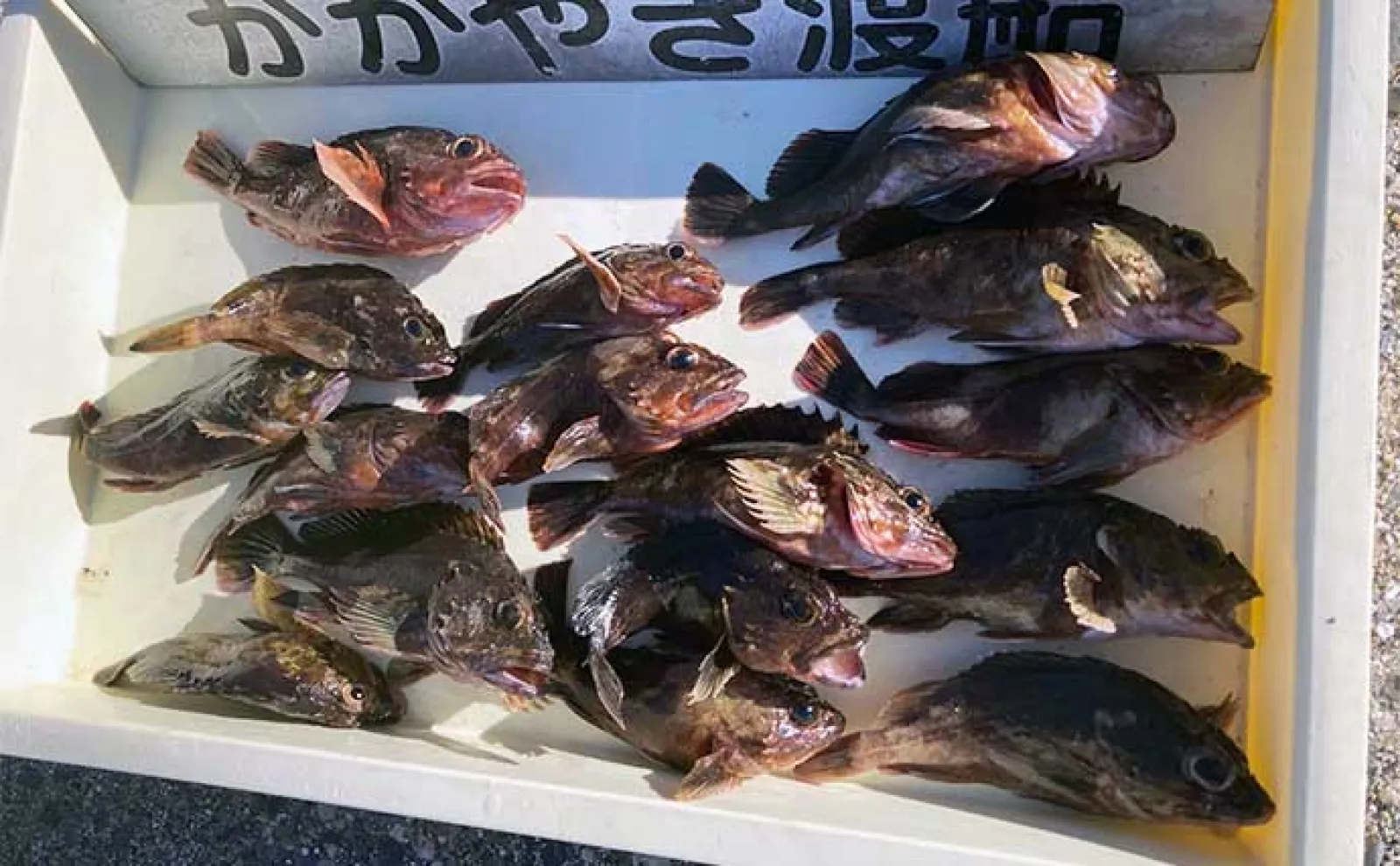 堤防穴釣りで20cm超えカサゴ16匹手中【三重・鈴鹿】サバの切り身エサに
