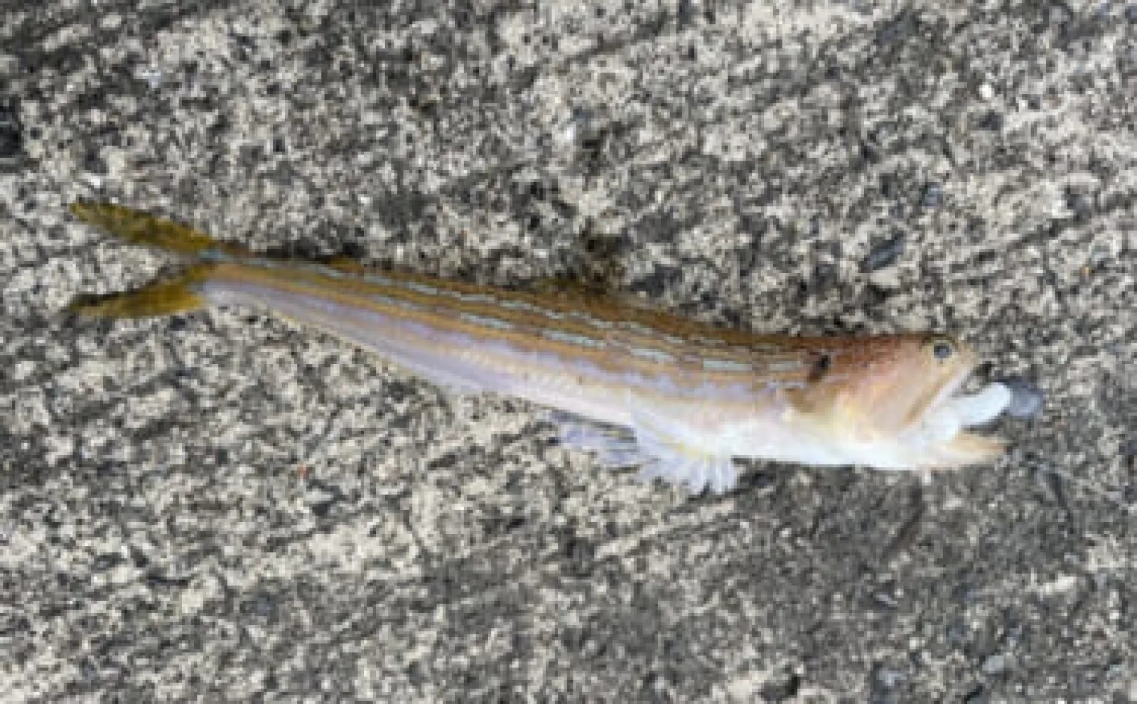 釣り人から嫌われがちな『エソ』は美味 代表的な2つの郷土料理を紹介