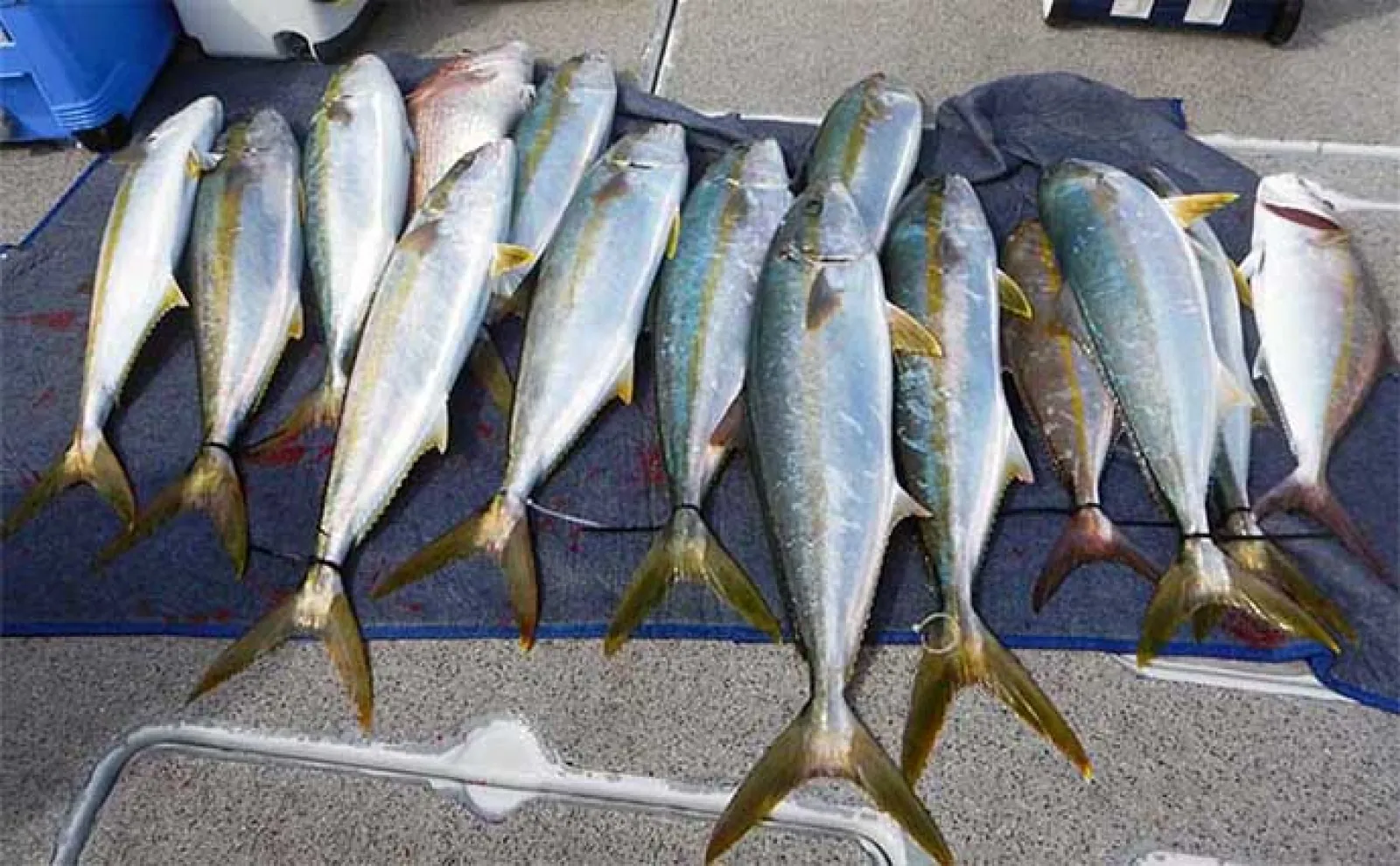 船から大型魚を狙う『落とし込み釣り』をまるごと解説【釣り方・時期・タックル】