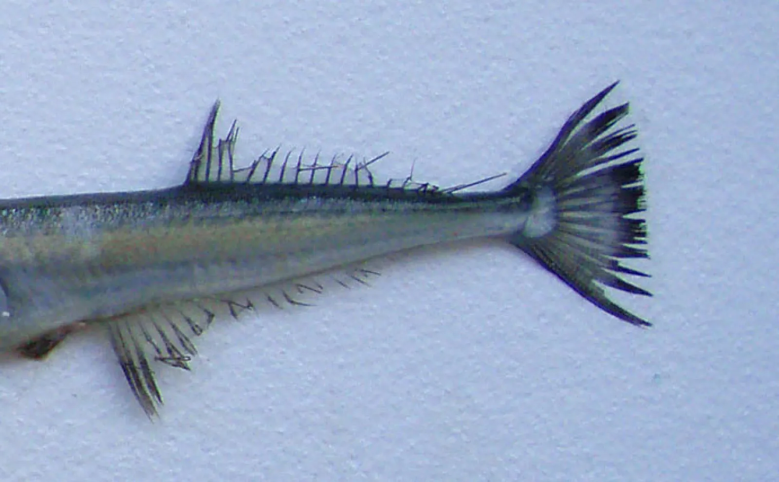 鋭い歯で獲物を捕食する『ダツ』が光に突進するワケ エサの小魚だと
