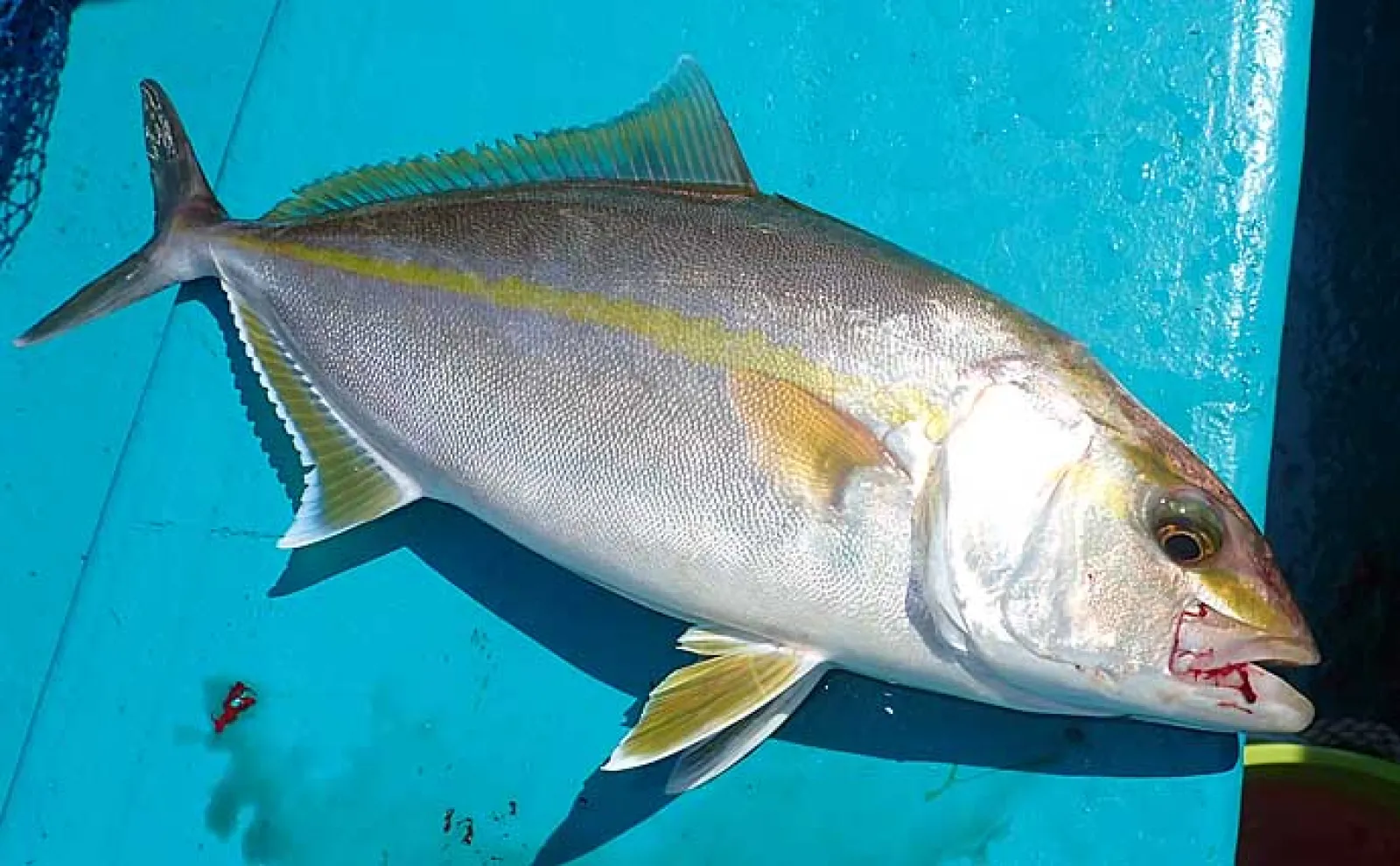 船から大型魚を狙う『落とし込み釣り』をまるごと解説【釣り方・時期・タックル】