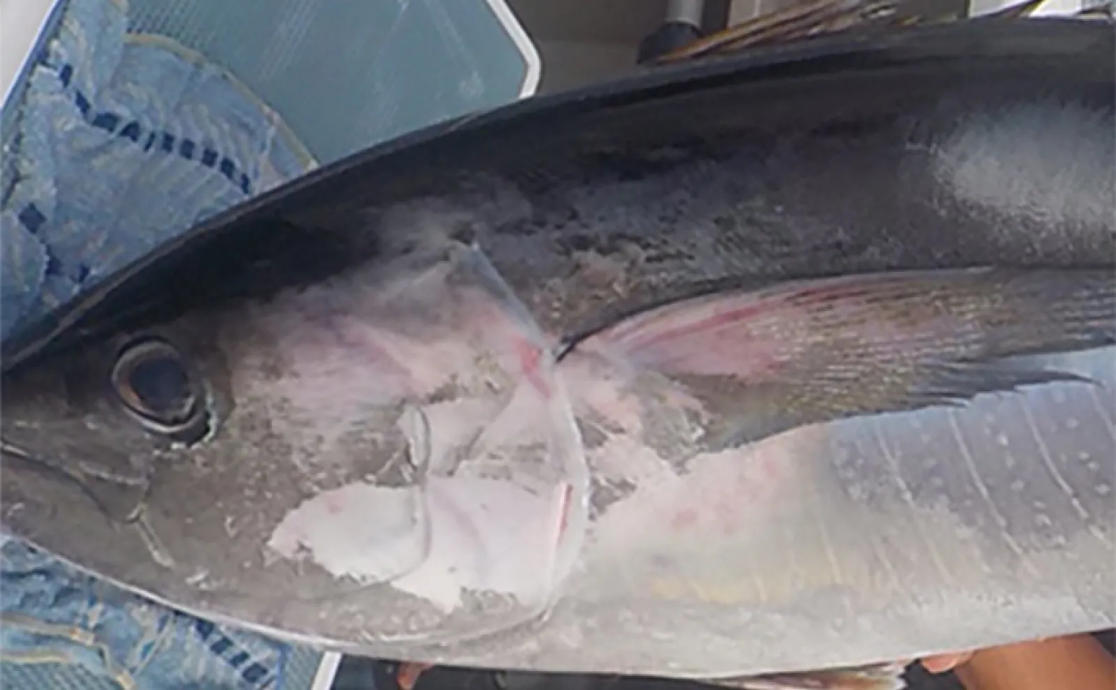 相模湾コマセ釣りで30kg級キハダマグロが浮上【神奈川・洋征丸】好調
