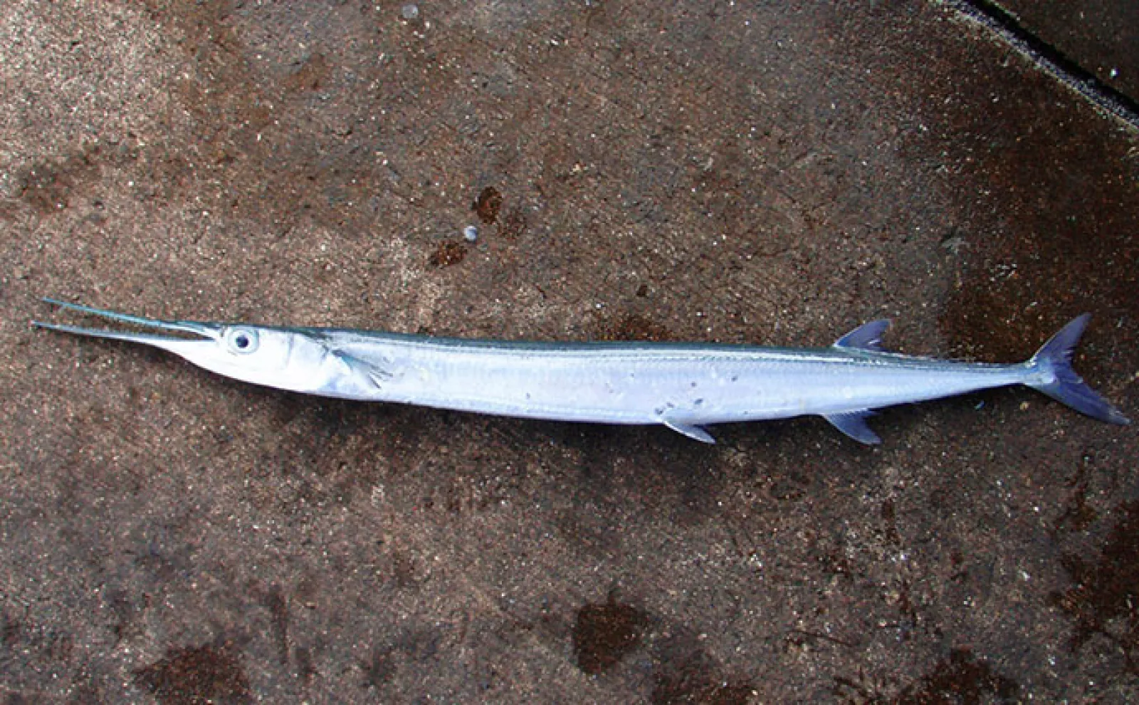 鋭い歯で獲物を捕食する『ダツ』が光に突進するワケ エサの小魚だと