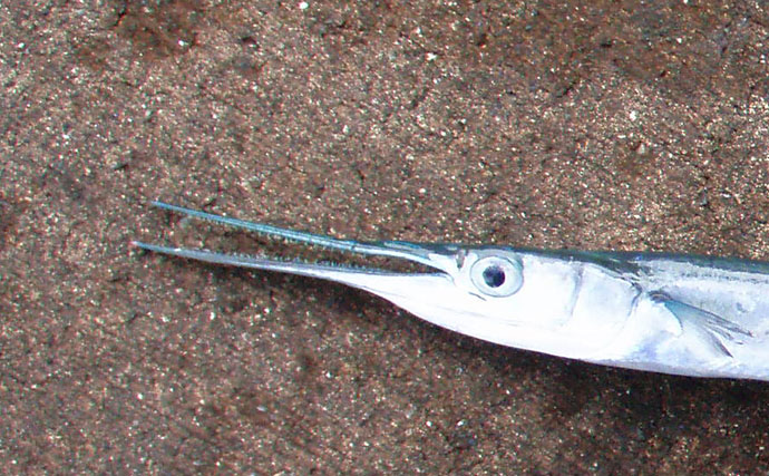 鋭い歯で獲物を捕食する『ダツ』が光に突進するワケ エサの小魚だと