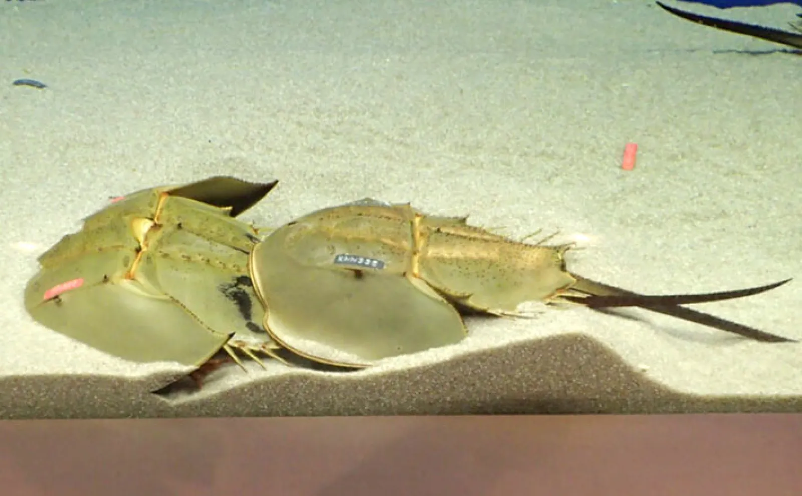 2億年前から変わっていない『カブトガニ』はカニではなくクモの仲間