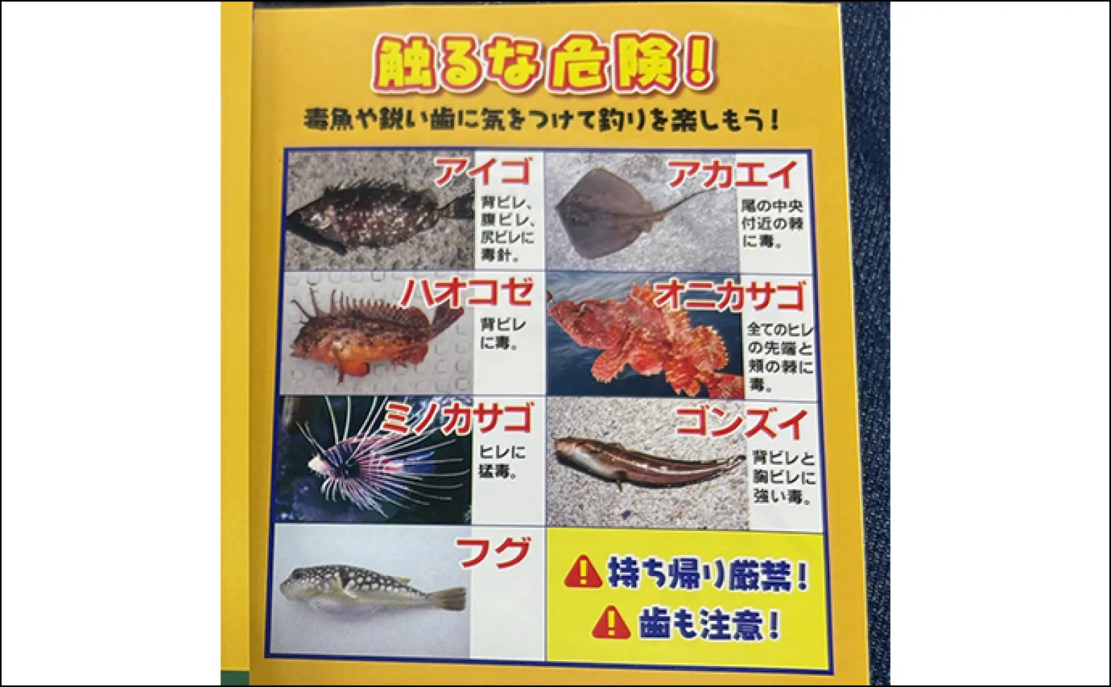 沿岸で釣れる注意すべき毒魚」をテーマに大人が自由研究レポートを書い