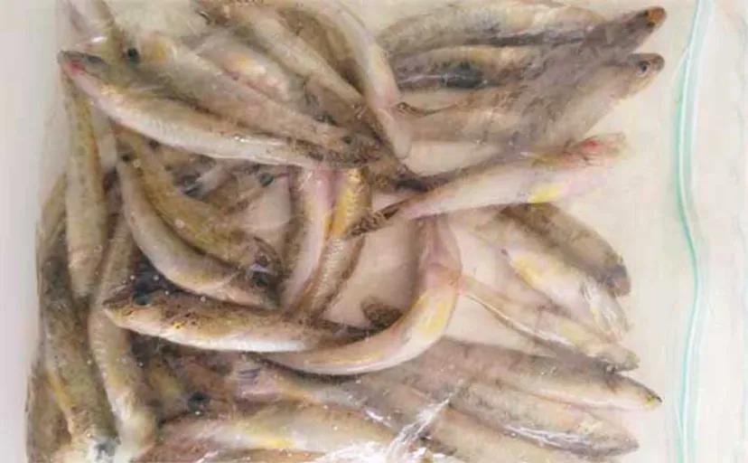 木曽川でのハゼ釣りでマハぜ37匹キャッチ【愛知】新子ハゼの姿も多数確認