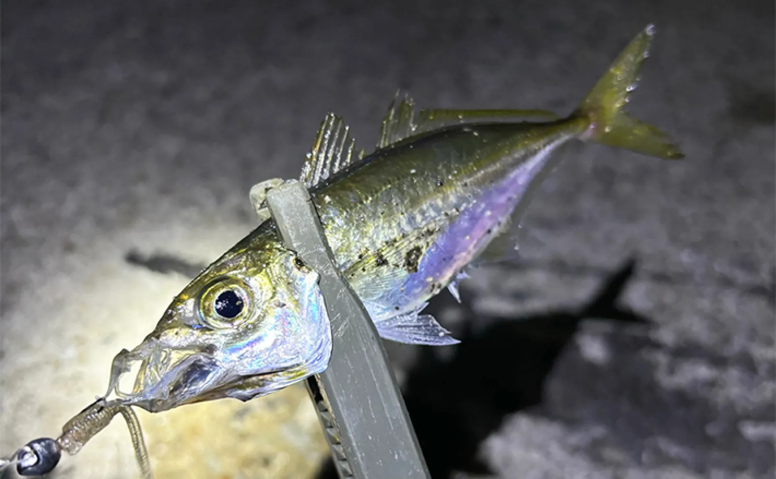 深日港」の穴釣りで20cm級カサゴが連発【大阪】ジグヘッドにイカエサ 深日港」の穴釣りで20cm級カサゴが連発【大阪】ジグヘッドにイカエサ