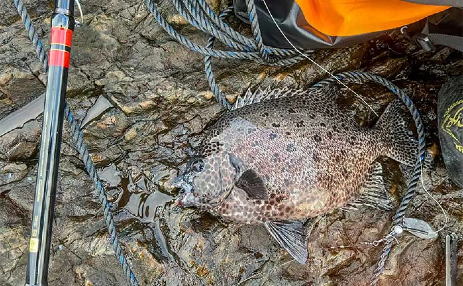 磯での石物釣りで44cmイシダイに41cmイシガキダイをキャッチ【三重