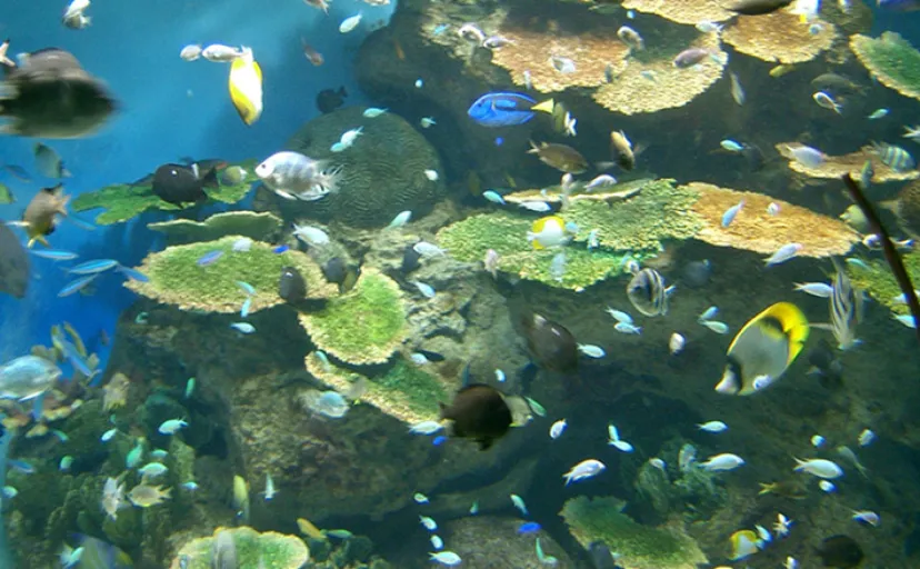 水族館の水槽にいる「サンゴ」は本物ではない? ダミーを使う理由とメリットを解説