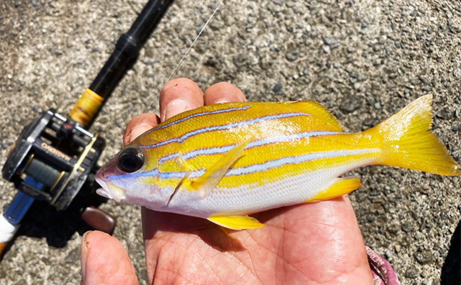 カラフルな魚たちと出会う堤防五目釣り【西伊豆・岩地海岸】多種多様な
