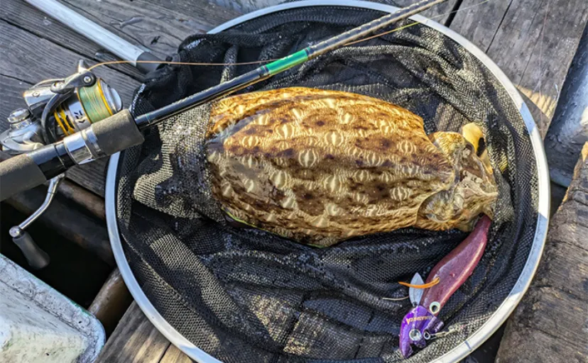 自作のエギ(餌木)で1.4kgアオリイカが釣れた!【三重】好ゲストにモンゴウイカも顔出し