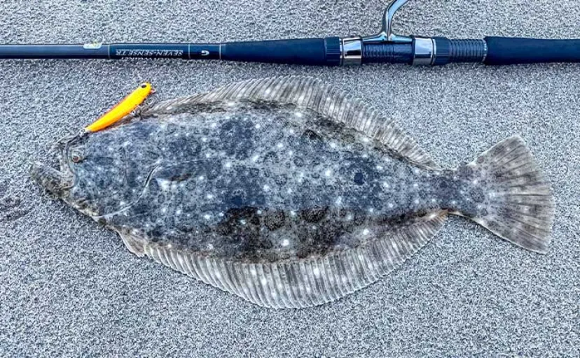 田村釣具　鮃　ひらめ　美品 遠州灘のサーフルアー釣りで本命ヒラメに30cmメッキを手中【静岡・福田