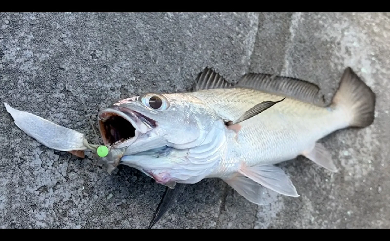 大阪湾のノドグロ」こと『クログチ』釣りに初挑戦【和歌山・MCL】40cm