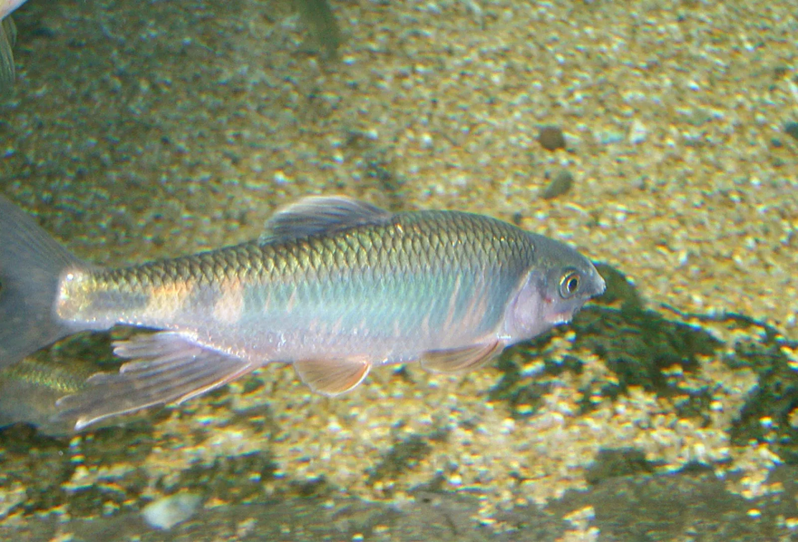関東地方の河川で採集できる【淡水魚】20選 それぞれの特徴や飼育の