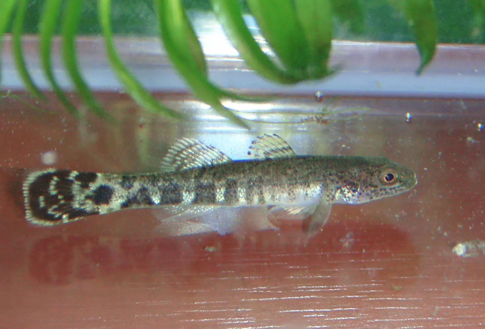 関東地方の河川で採集できる【淡水魚】20選 それぞれの特徴や飼育の