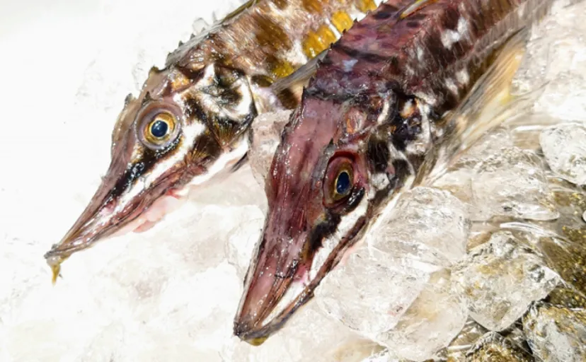 ちょっと古めかしい人の名前がつけられている魚たち 「三郎」「四郎」「七郎」「敦盛」