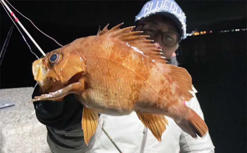 陸っぱりライトルアー遠征釣行でアジにメバルが連発!【大分】魚影の濃さを実感